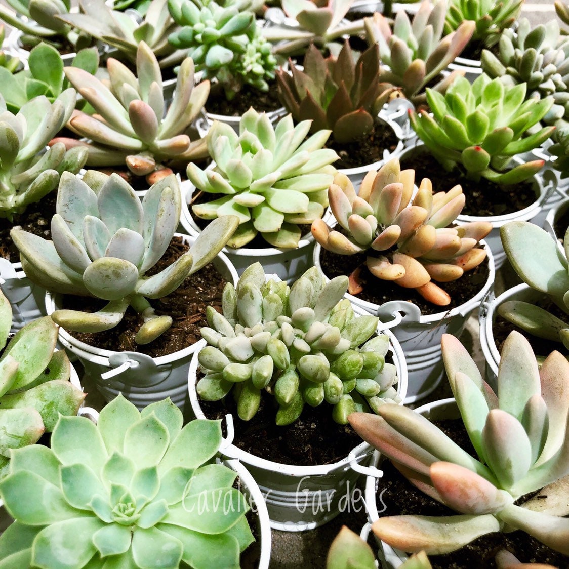 succulent plants sydney Succulent Bombonieres (SYDNEY PICK UP)