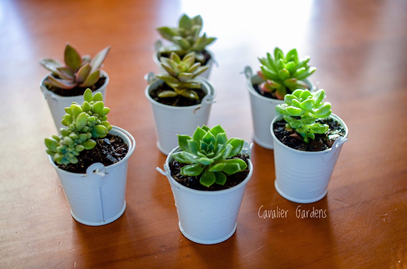 diy succulent planter kit Mini Succulent DIY Planter Kit