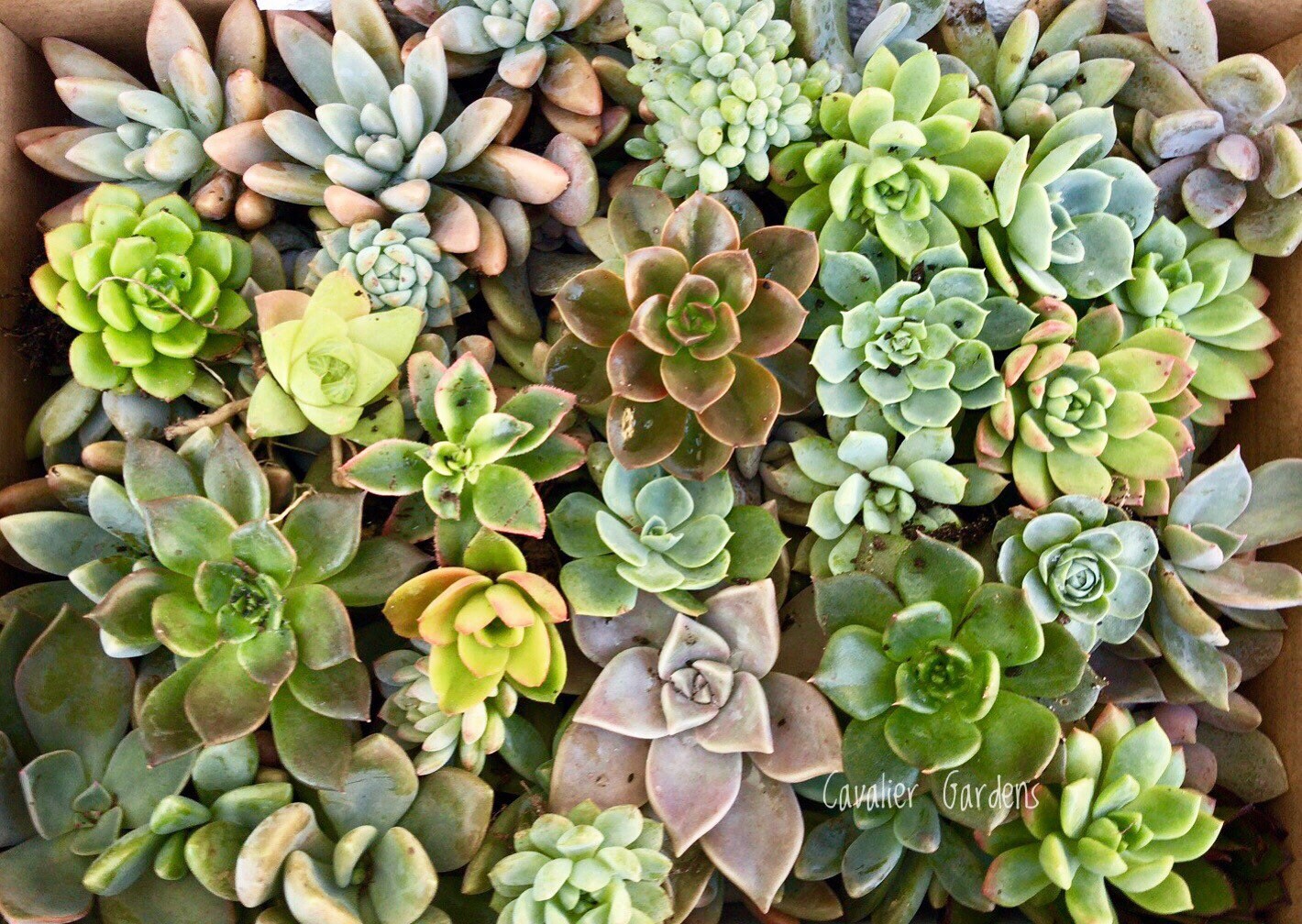 Succulent Box - Rosettes Only (Small Box)