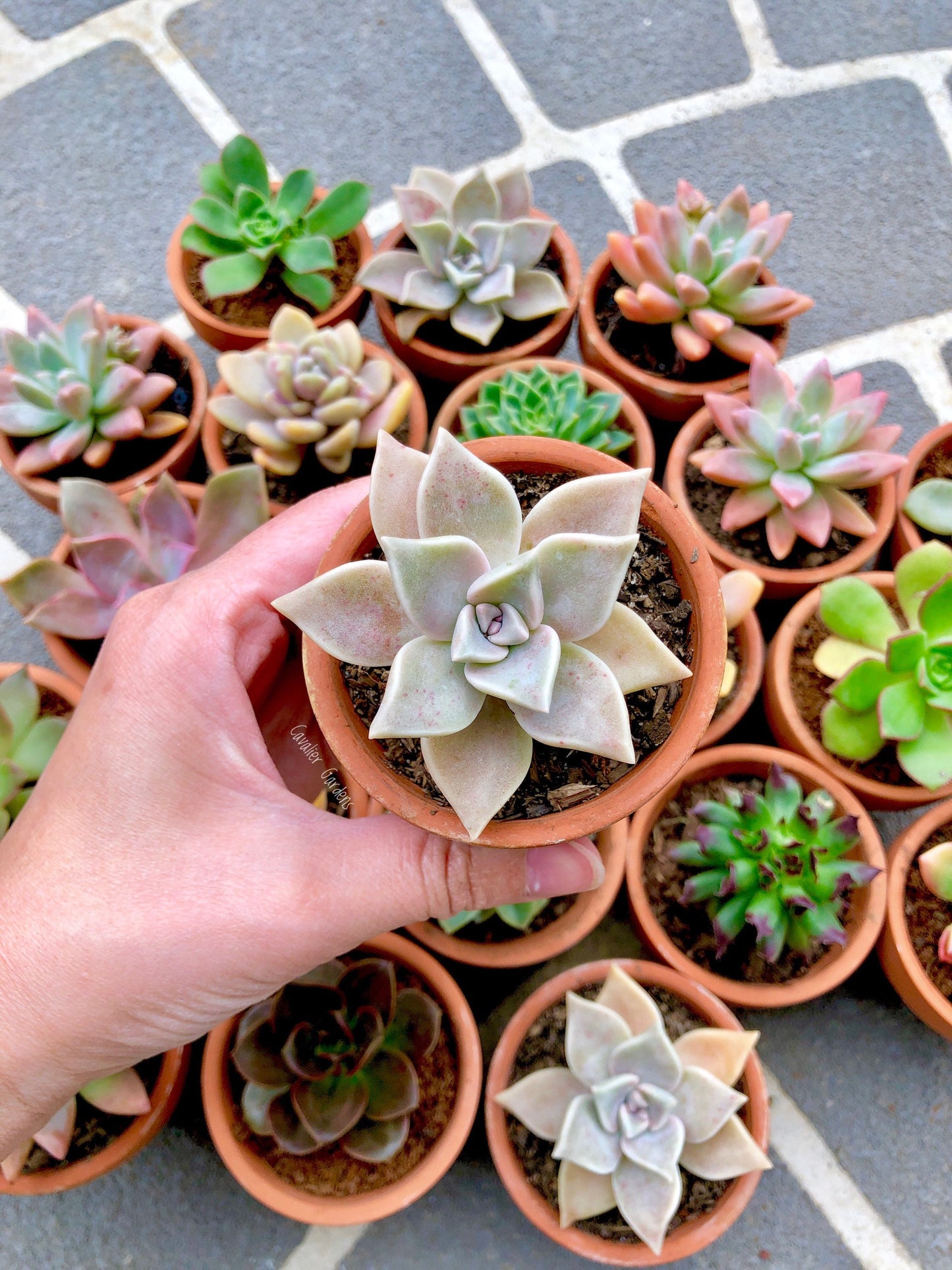 Succulent Bomboniere 8cm (SYDNEY PICK UP)