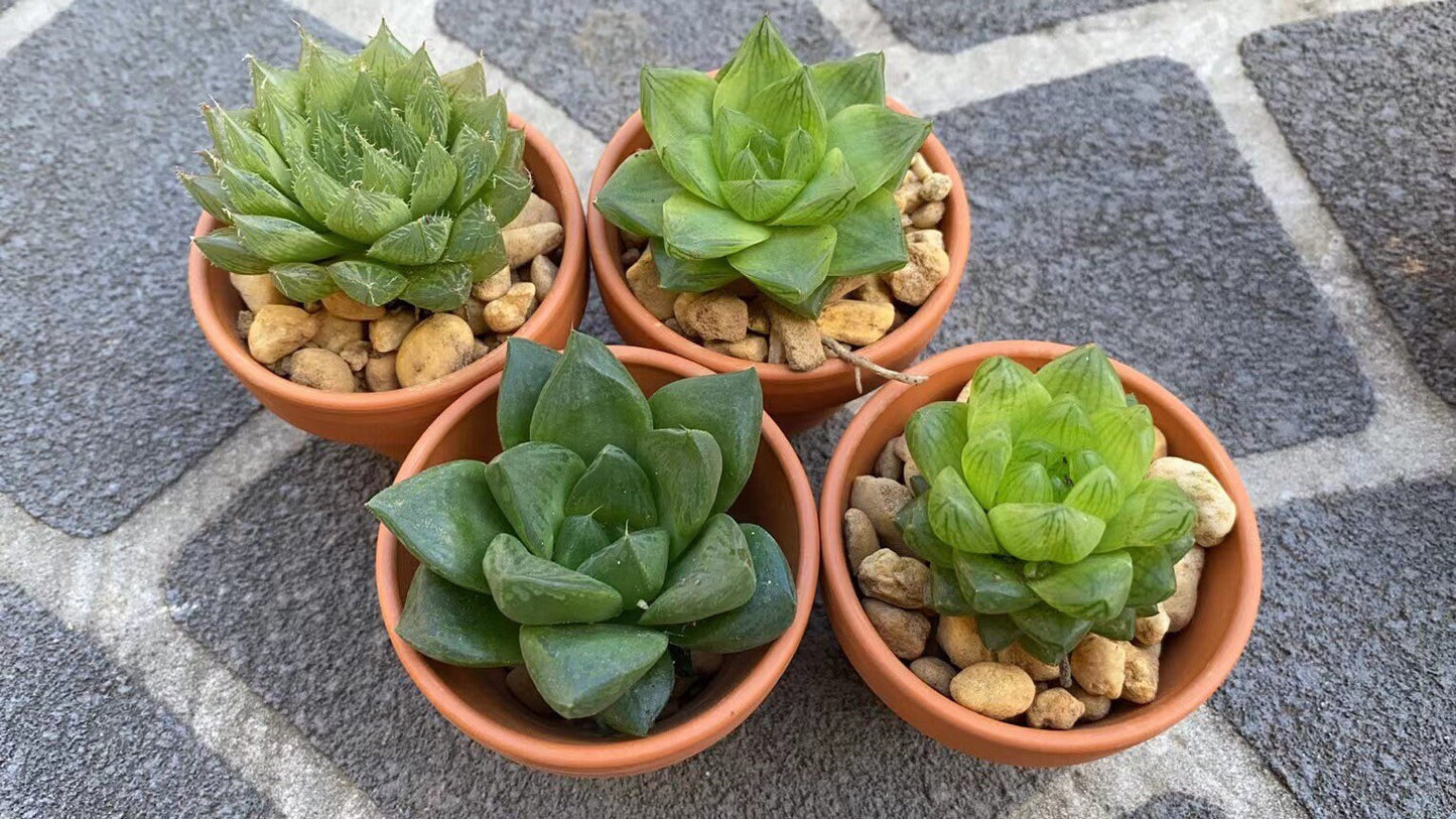 Haworthia x 5 Mix Pack