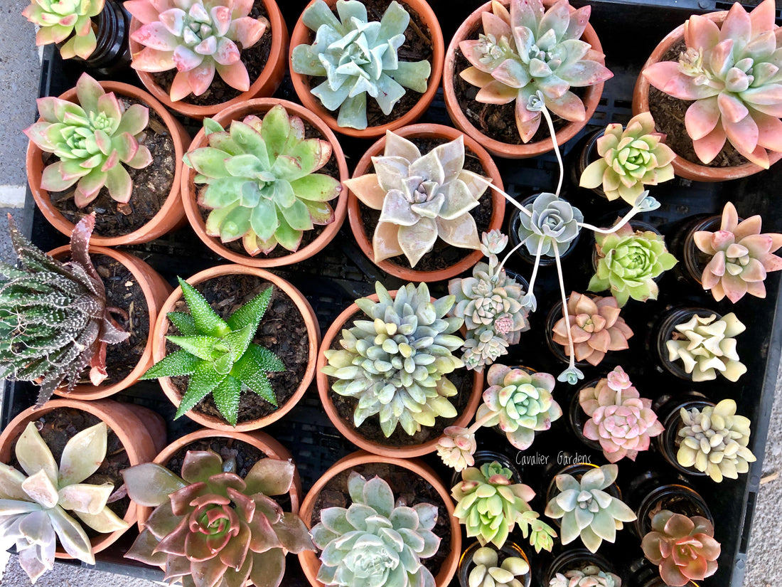 How to care for your succulents