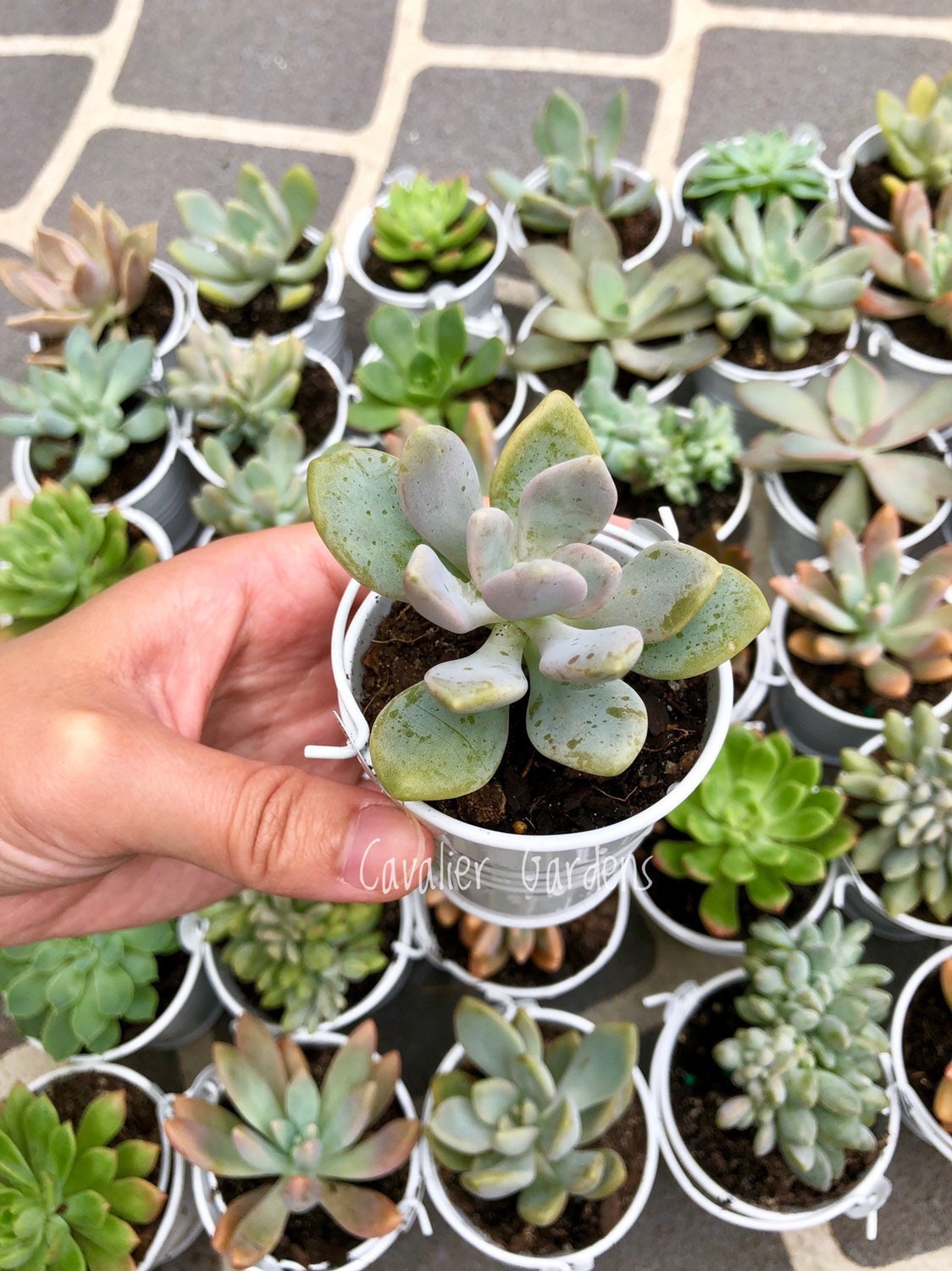 succulents sydney Succulent Bombonieres (SYDNEY PICK UP)