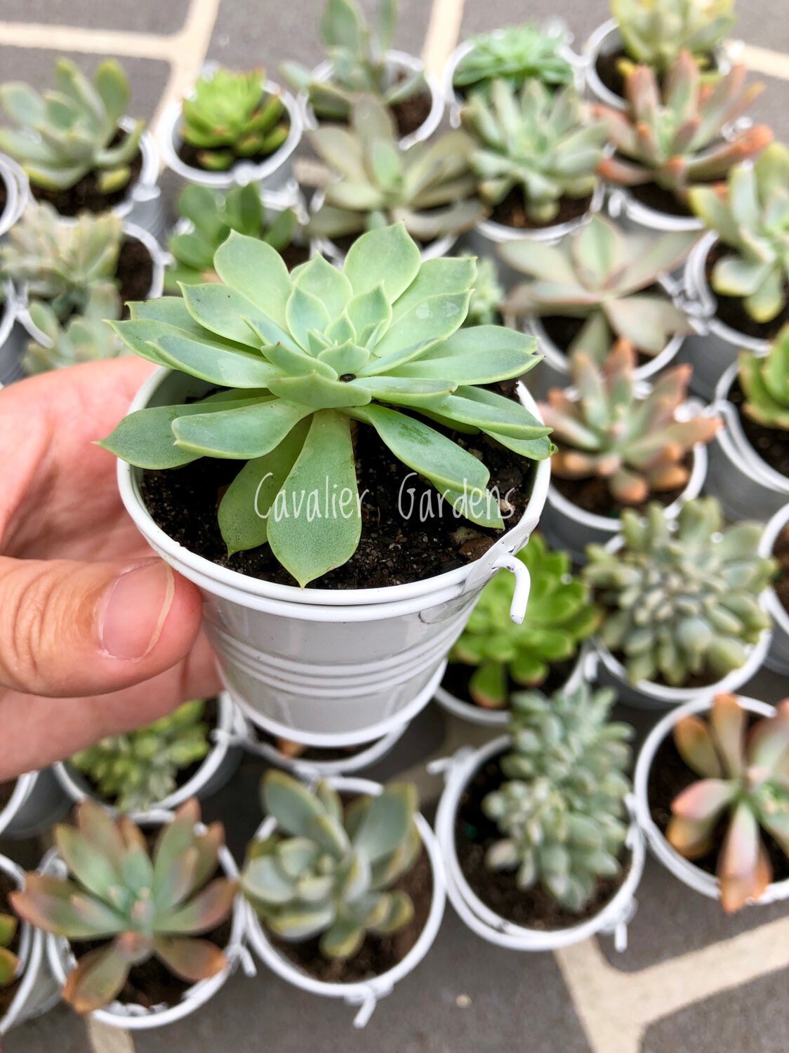 succulents delivered sydney Succulent Bombonieres (SYDNEY PICK UP)