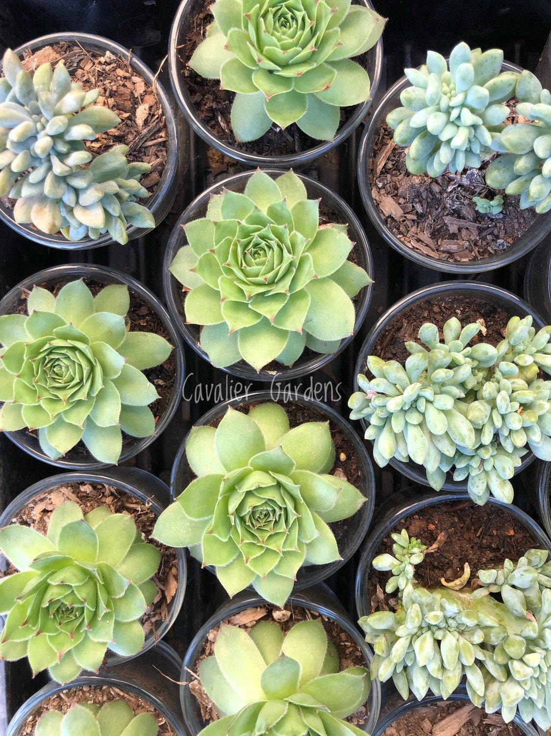 succulent plants sydney Succulent Bombonieres (SYDNEY PICK UP)