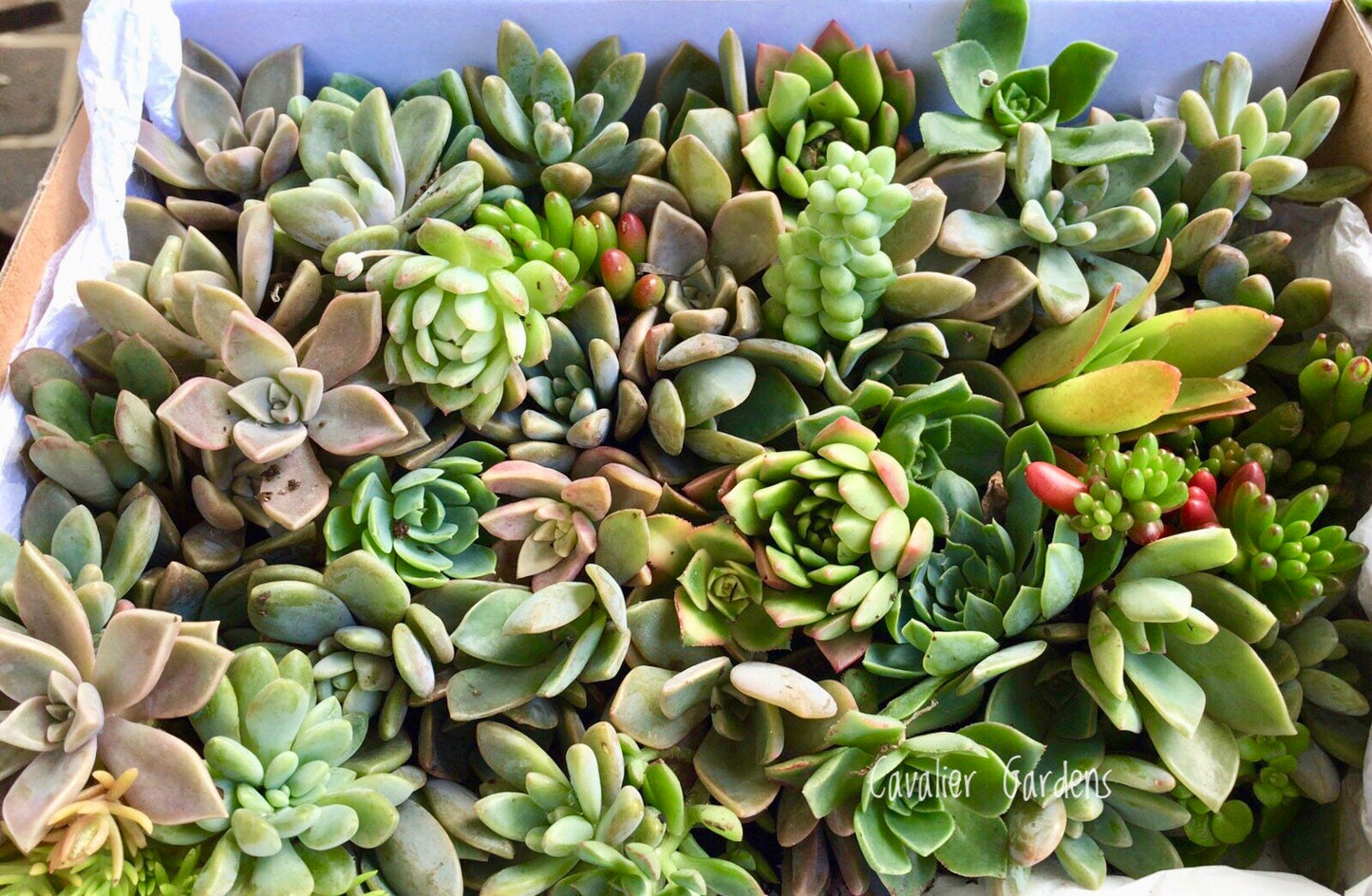 Succulent Box - Rosettes Only (Large Box)