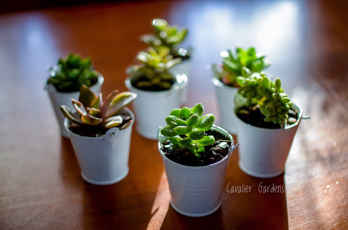 Mini Succulent DIY Planter Kit