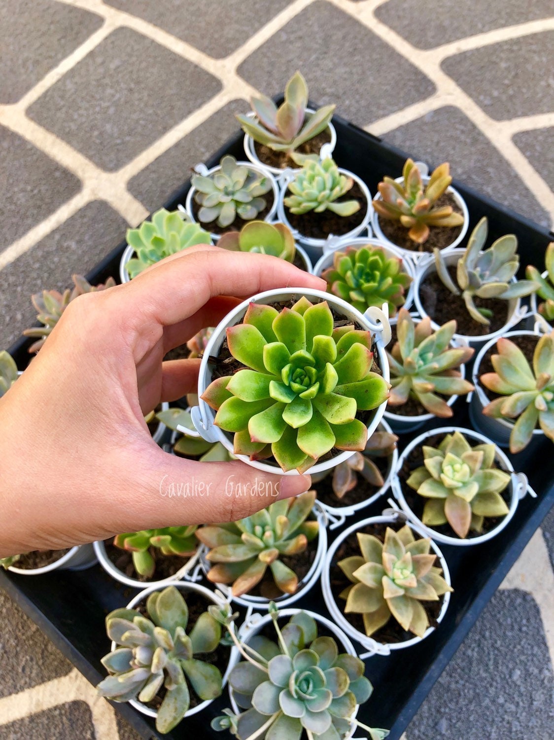 Mini Succulent DIY Planter Kit