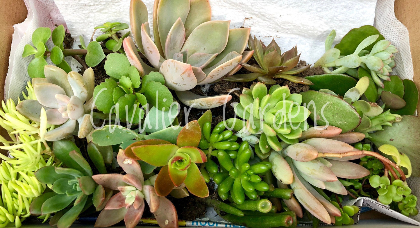 Succulent Box - Starter Pack