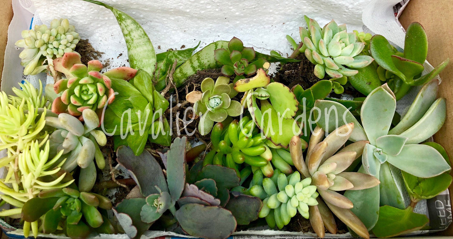 Succulent Box - Starter Pack