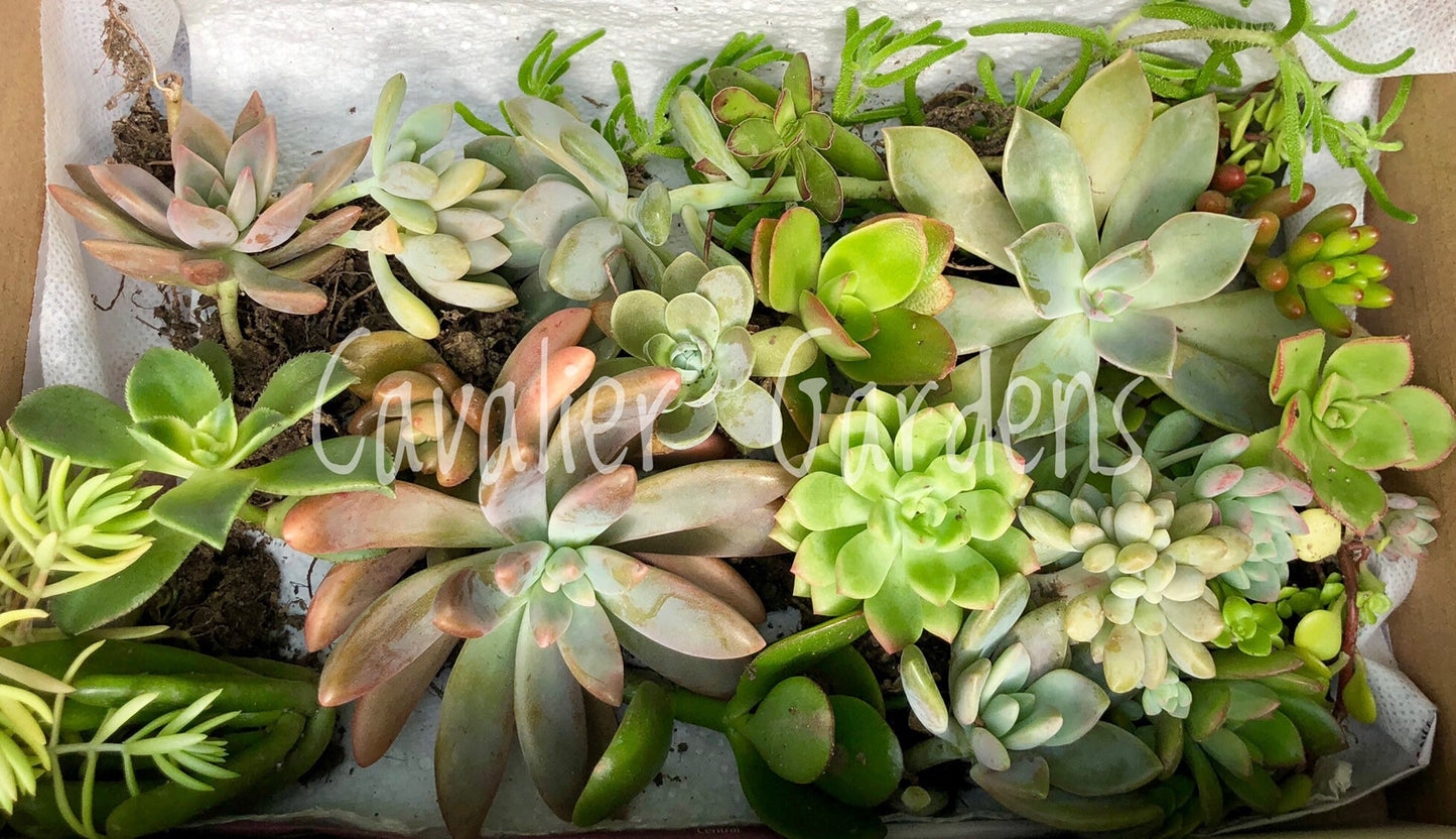 Succulent Box - Starter Pack