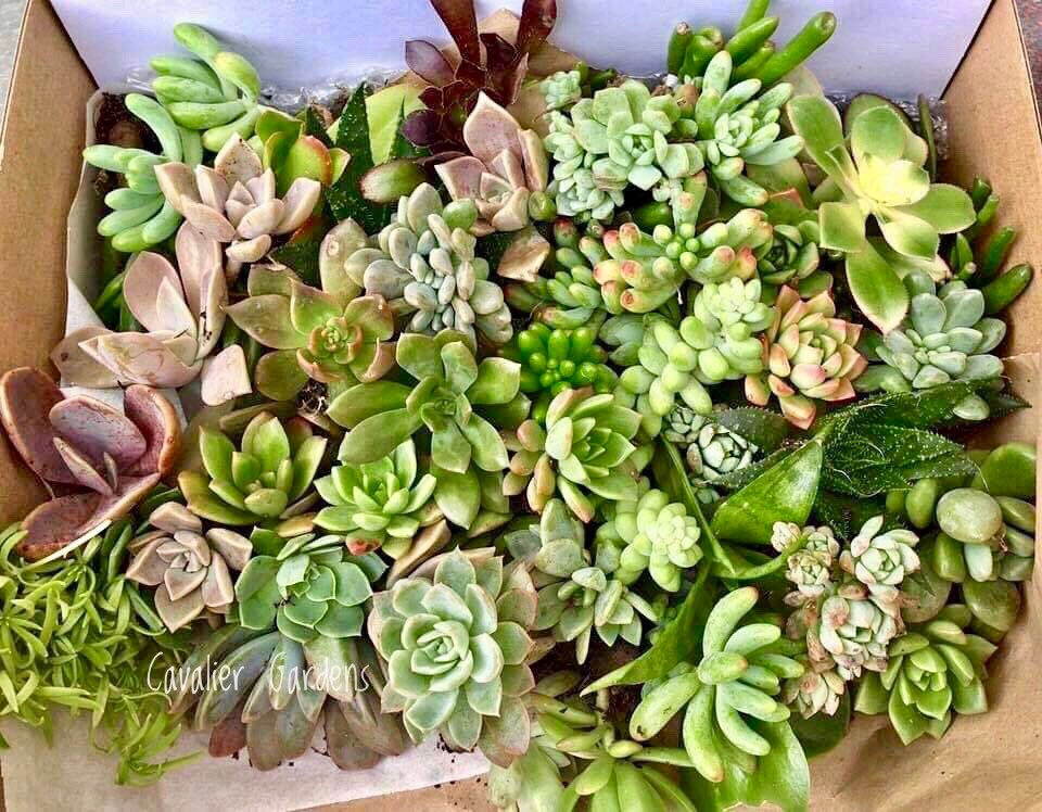 Succulent Box - Classic