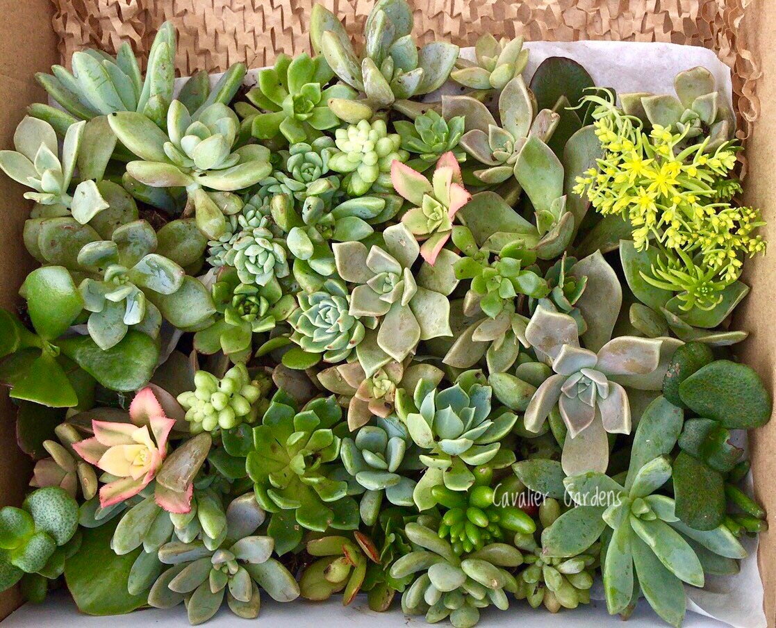 Succulent Box - Classic