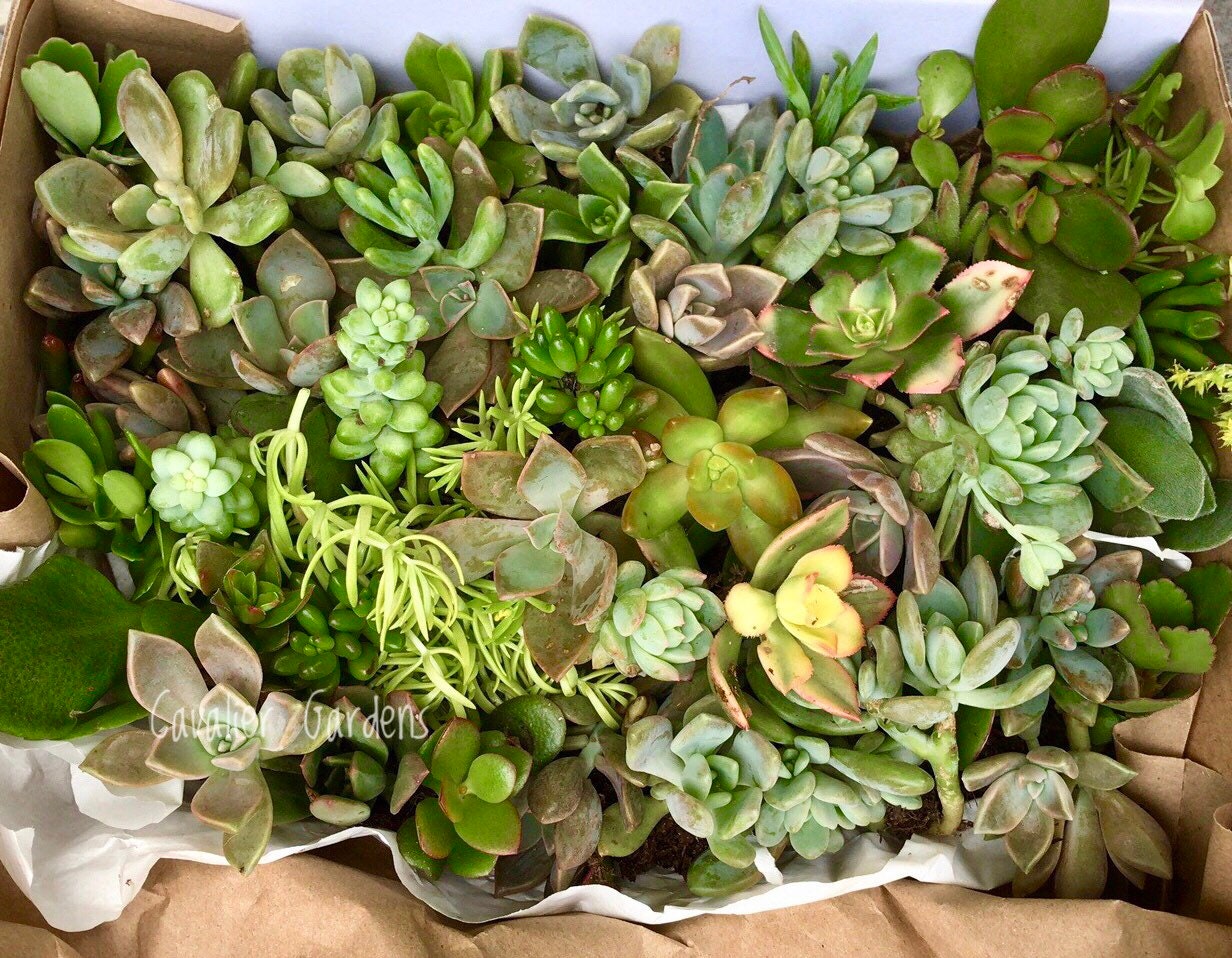 Succulent Box - Classic