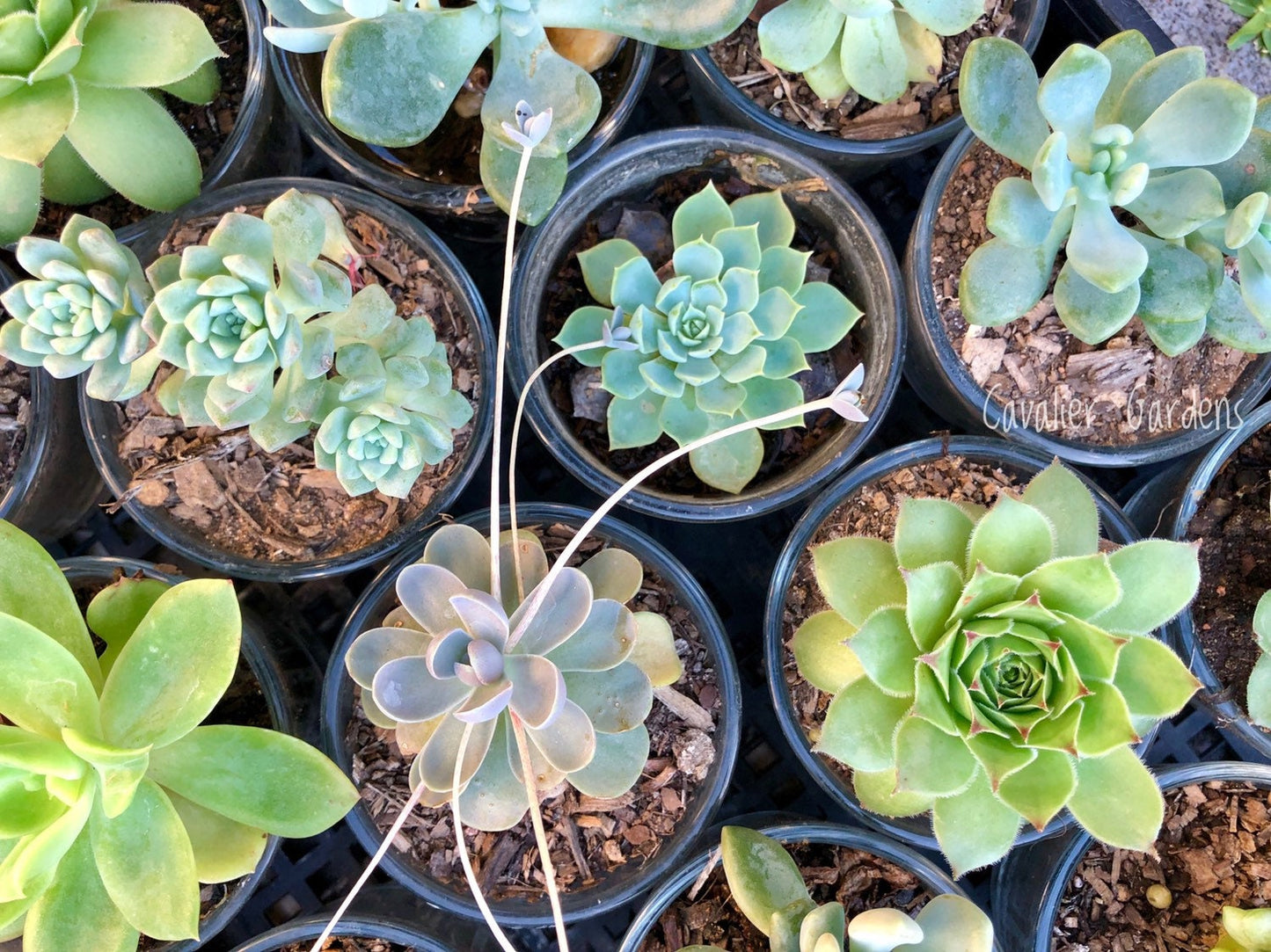 Succulent Bombonieres (SYDNEY PICK UP)