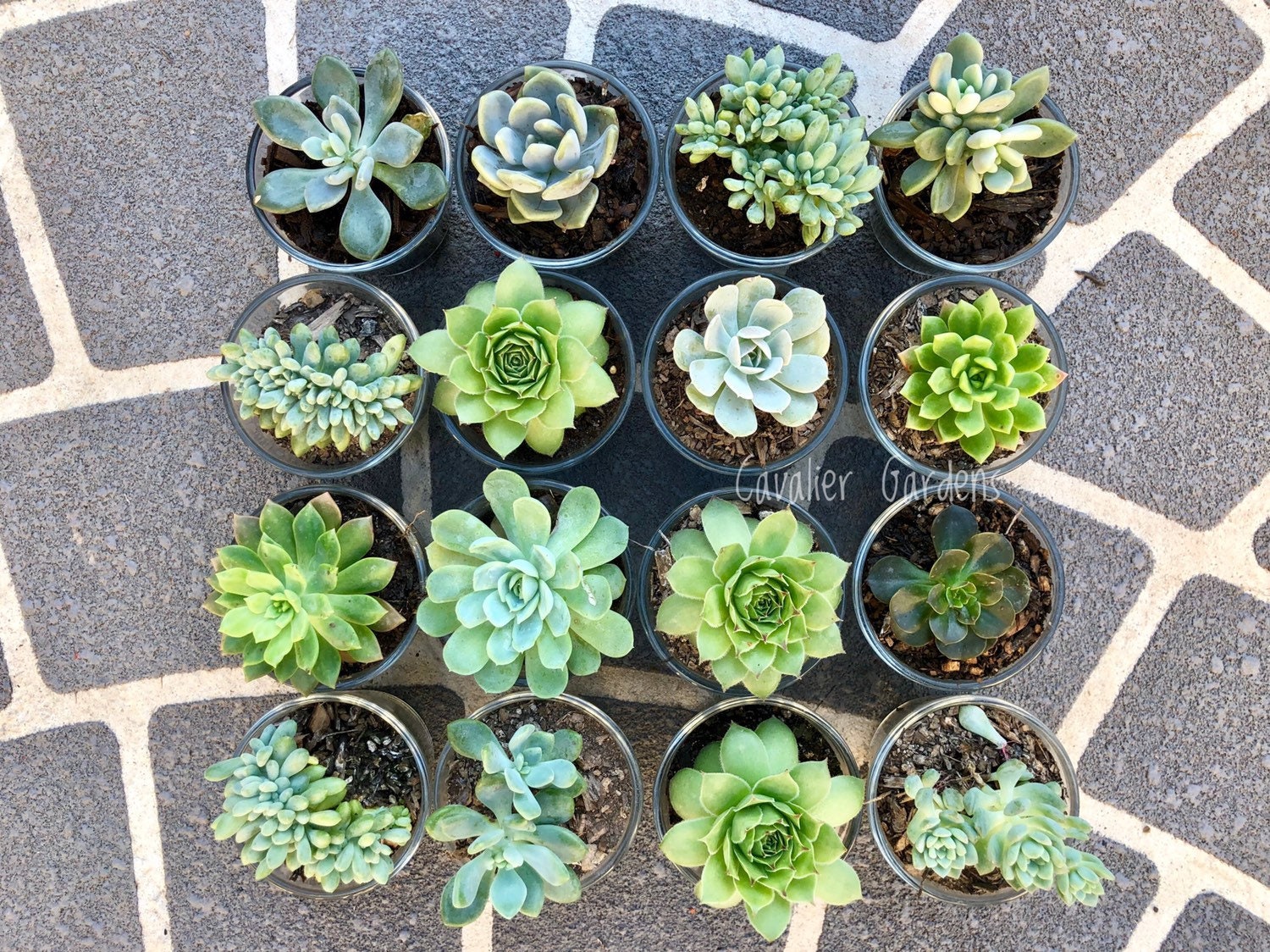 succulents delivered sydney Succulent Bombonieres (SYDNEY PICK UP) – Cavalier Gardens