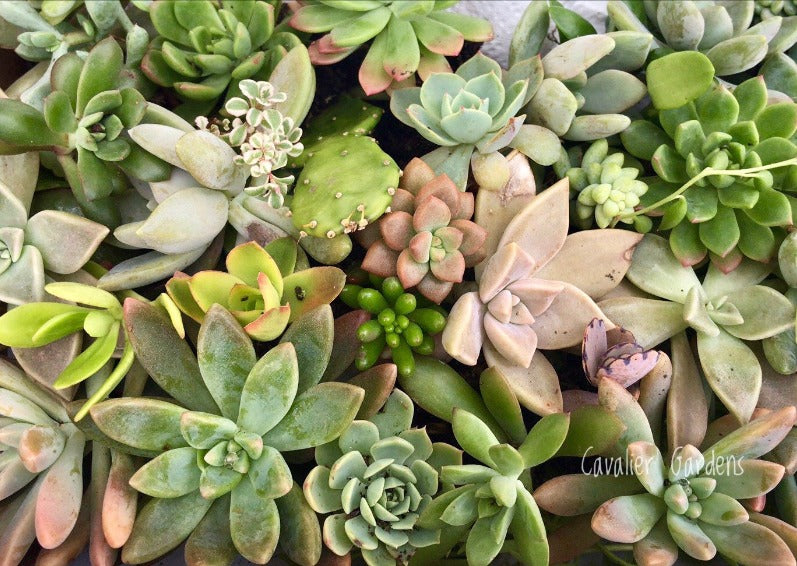 Succulent Box - Top Up Pack