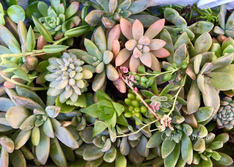 Succulent Box - Top Up Pack