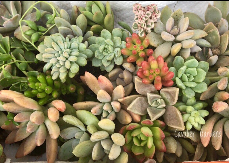 Succulent Box - Top Up Pack