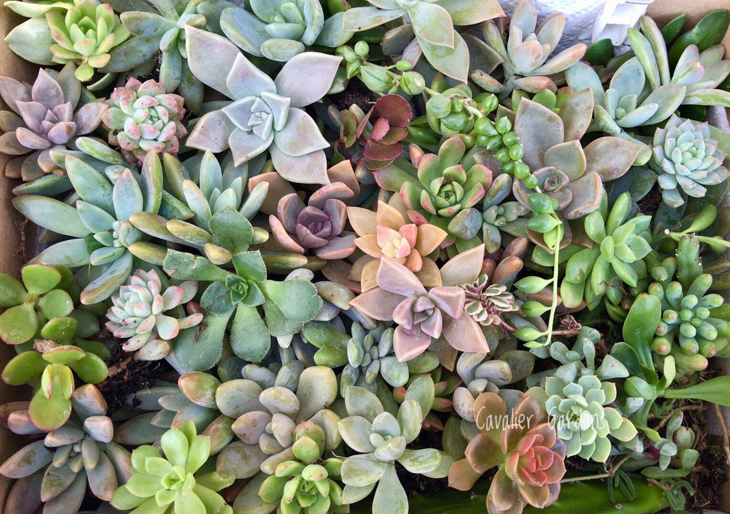 Succulent Box - Classic