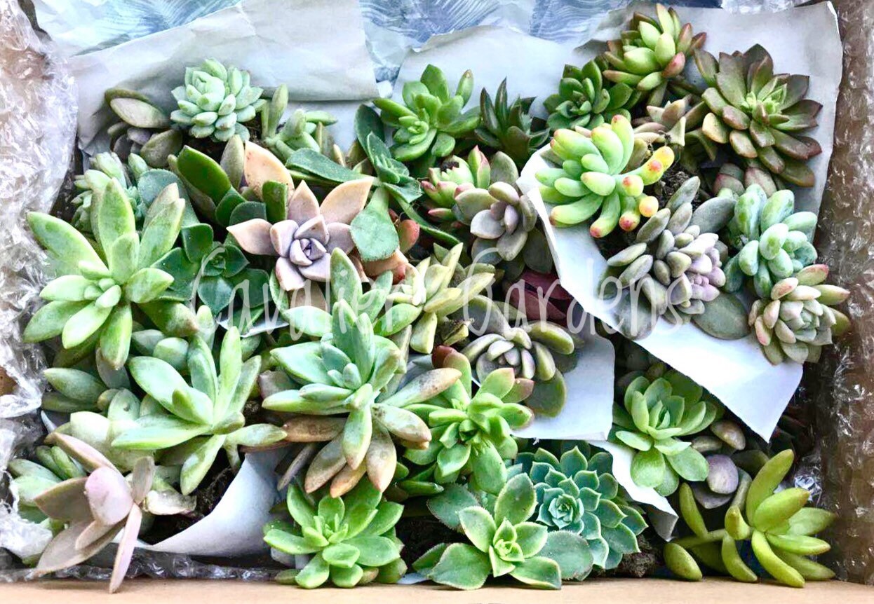 Succulent Box - Rosettes Only (Large Box)