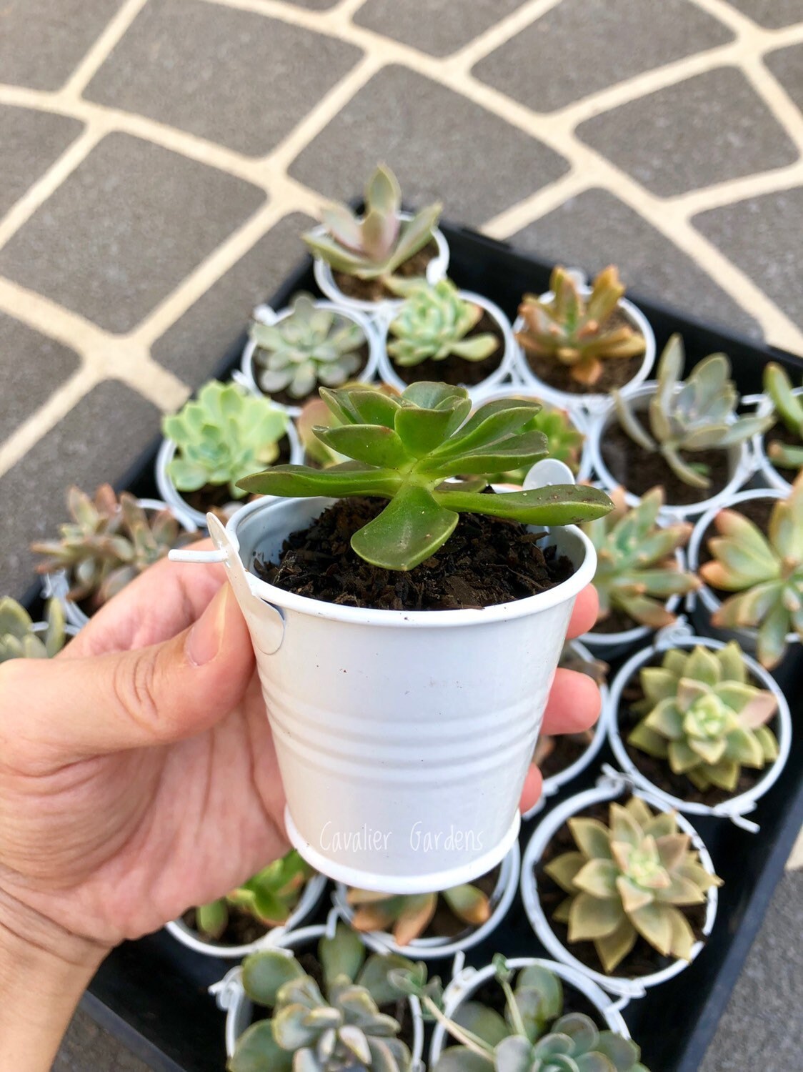 Mini Succulent DIY Planter Kit