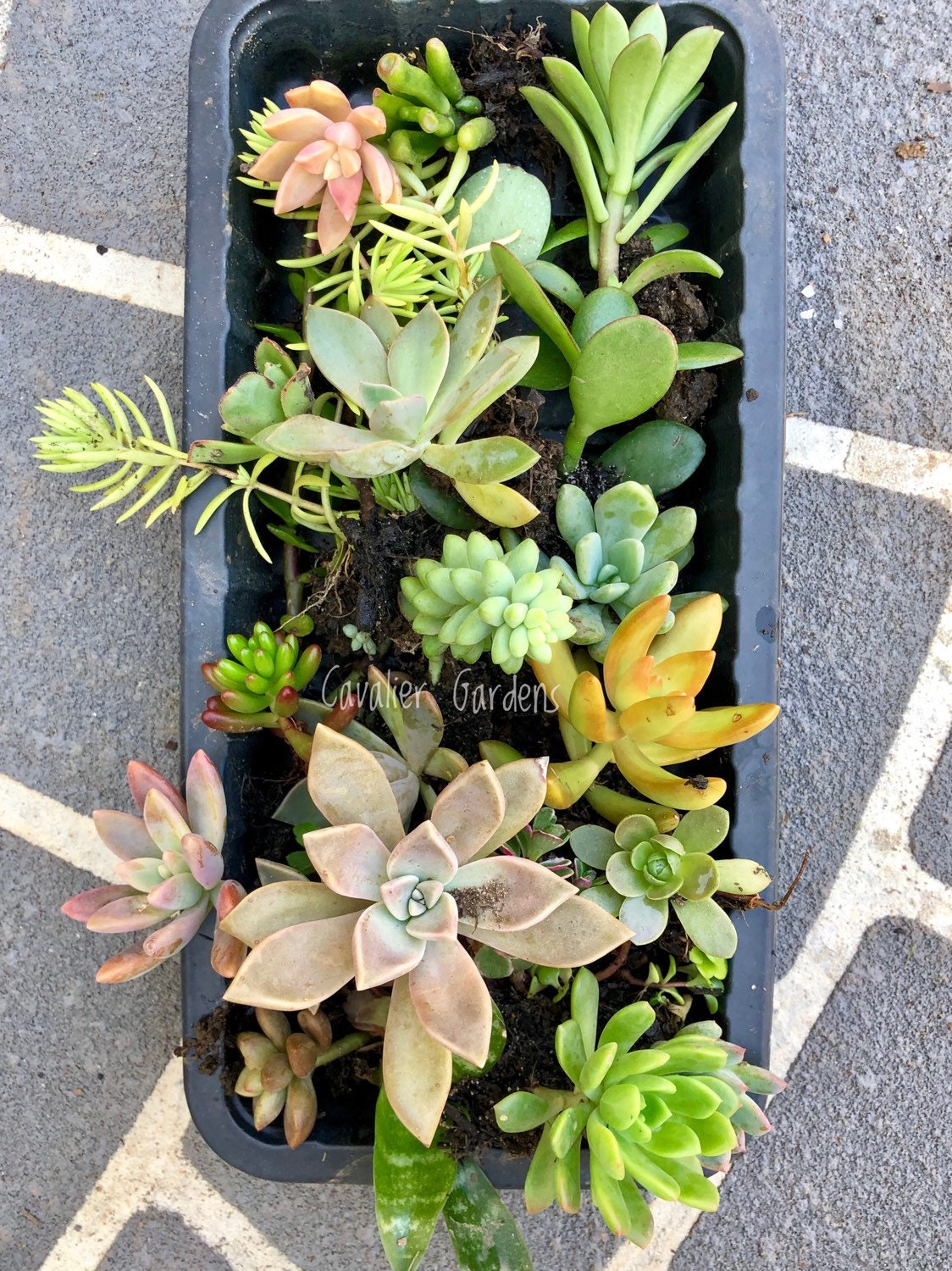 Succulent Box - Starter Pack