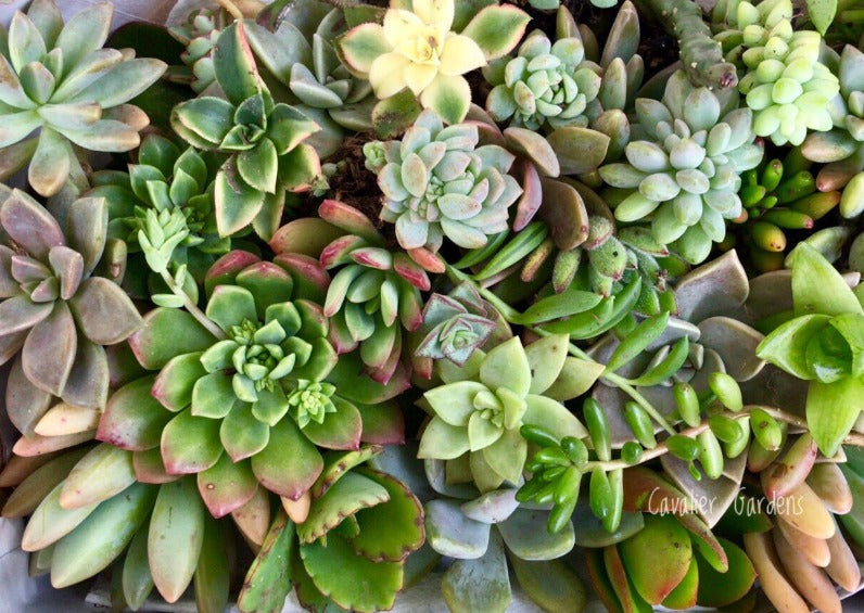 Succulent Box - Top Up Pack