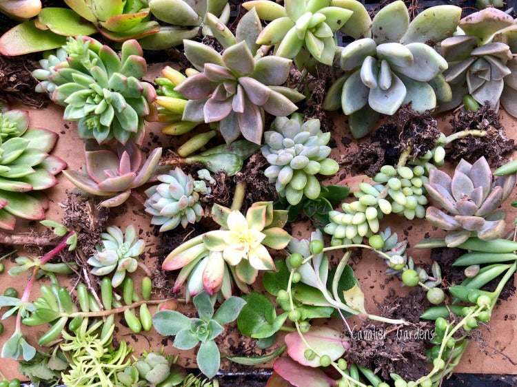 Succulent Box - Top Up Pack