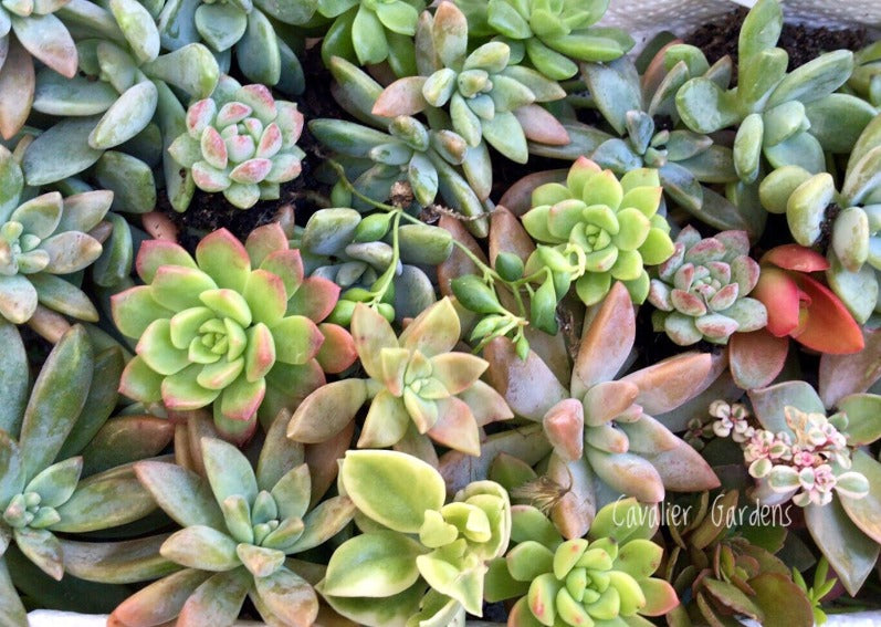 Succulent Box - Top Up Pack