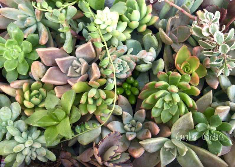 Succulent Box - Top Up Pack