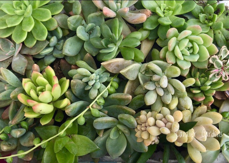 Succulent Box - Top Up Pack