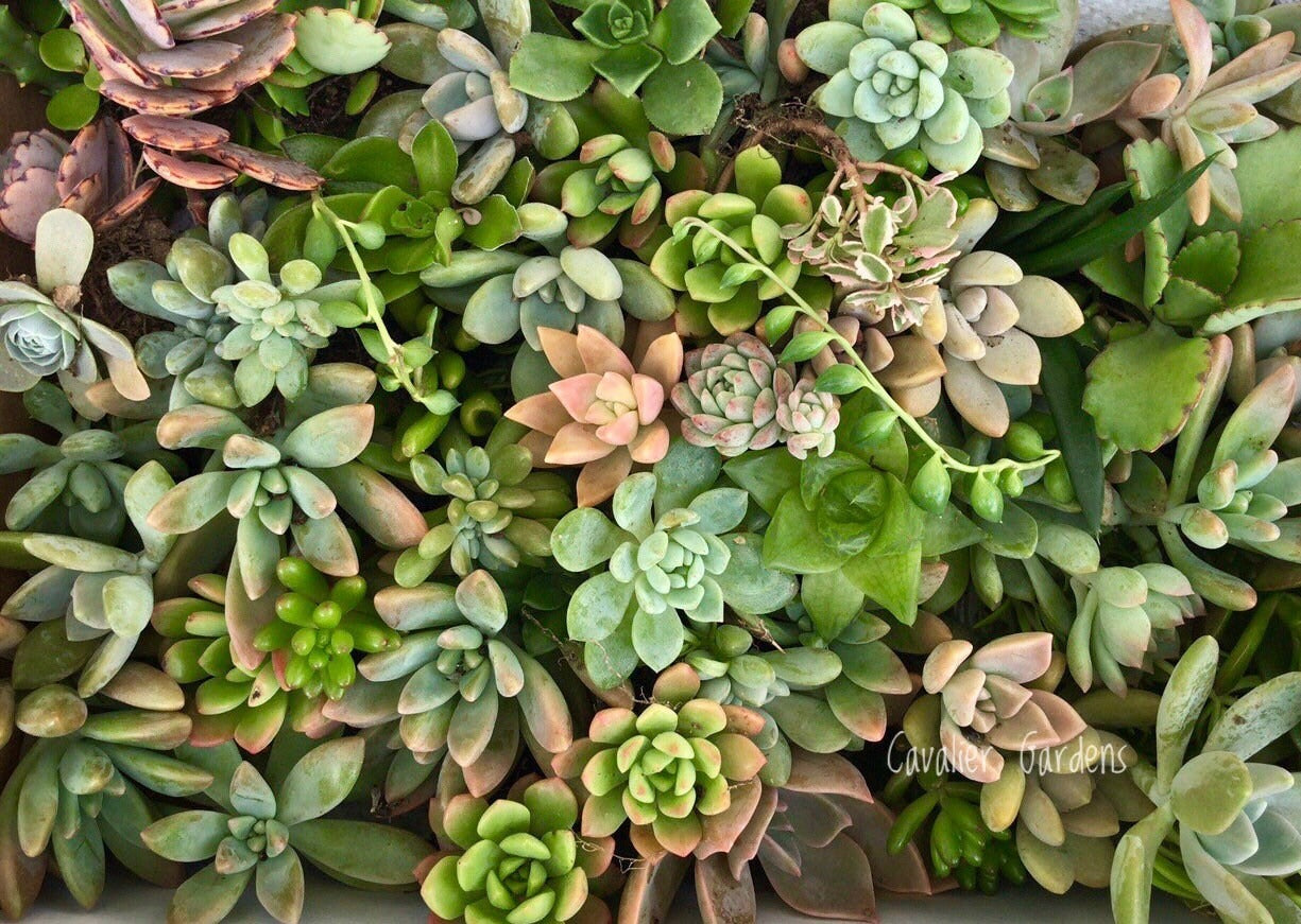 Succulent Box - Classic