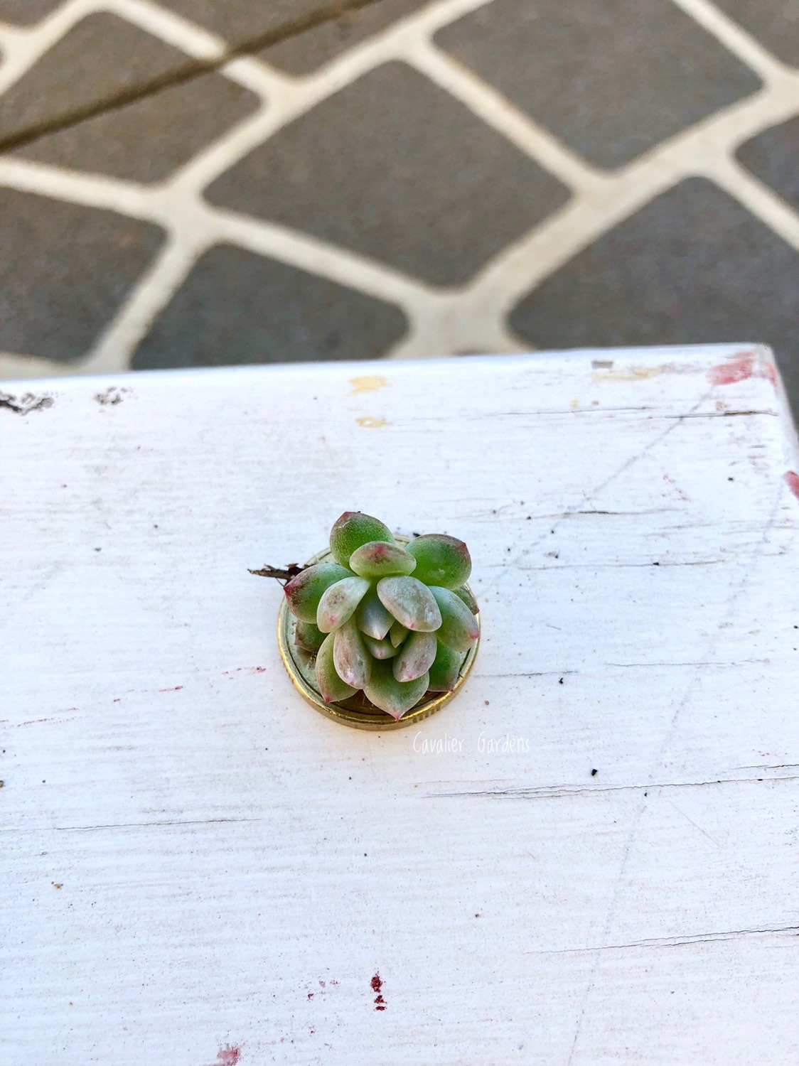 Succulent Box - Pixie Pack