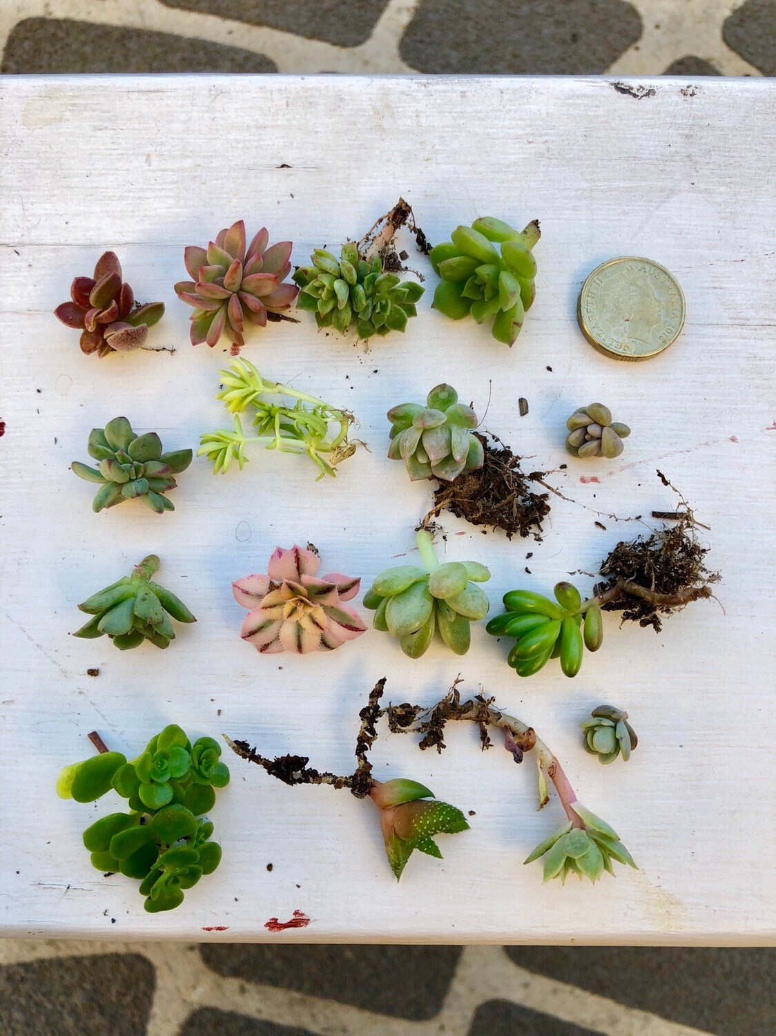 Succulent Box - Pixie Pack