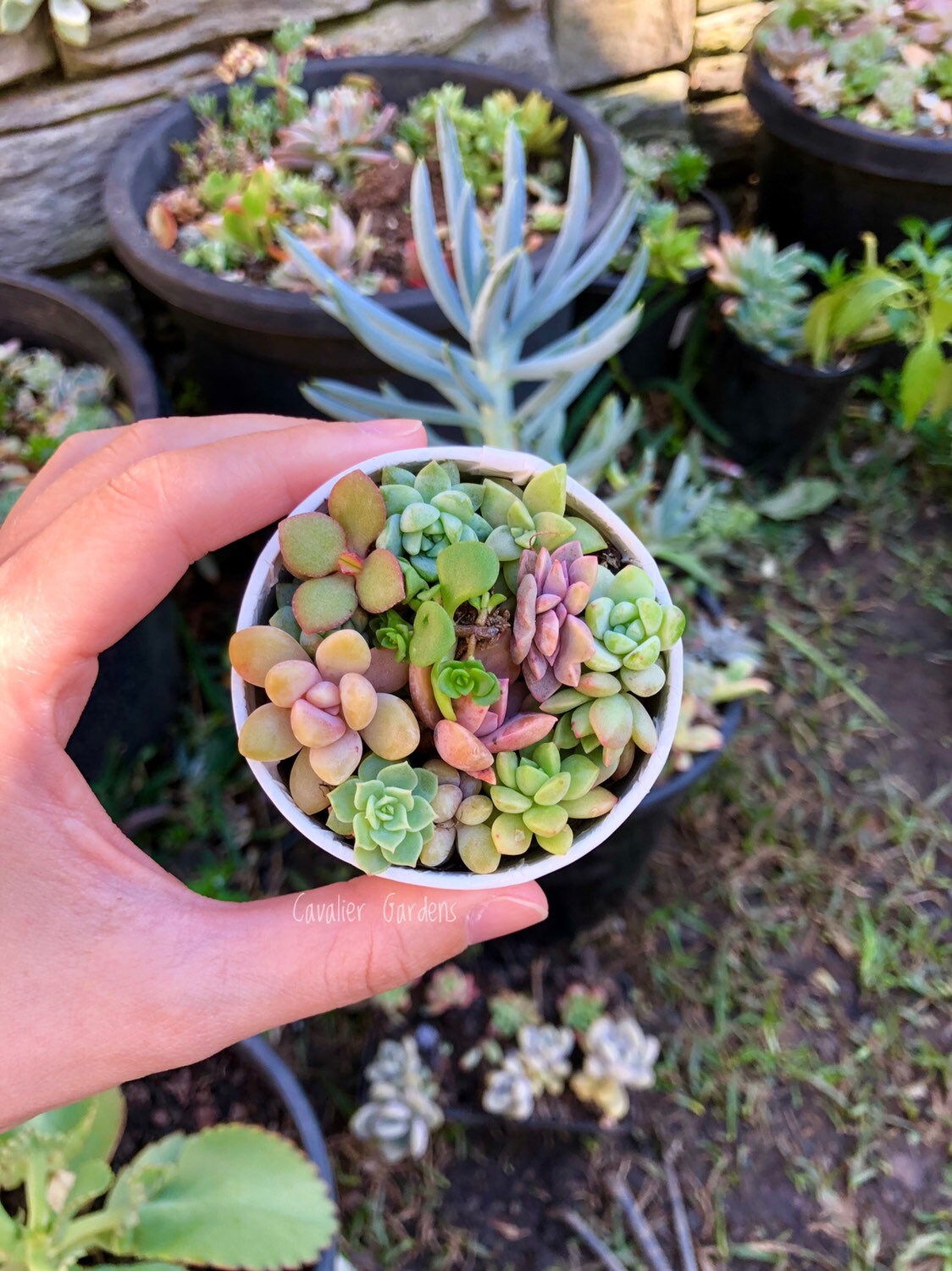 Succulent Box - Pixie Pack