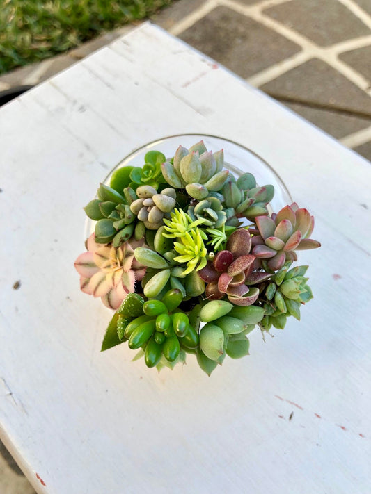 Succulent Box - Pixie Pack