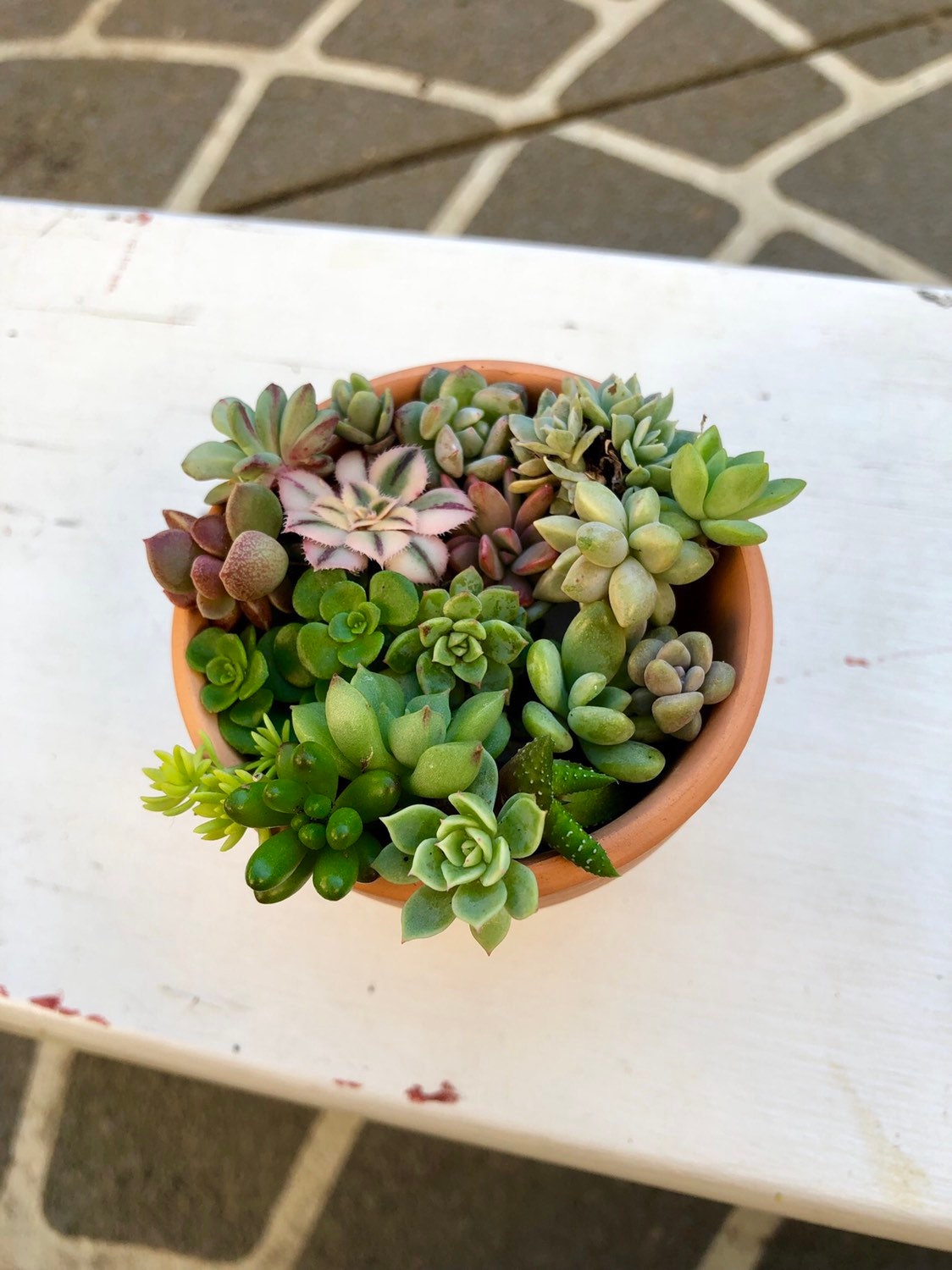 Succulent Box - Pixie Pack