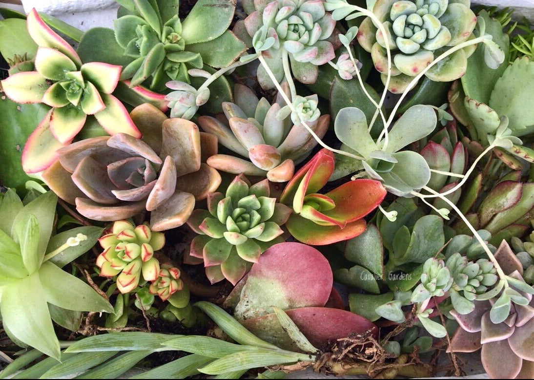 Succulent Box - Starter Pack