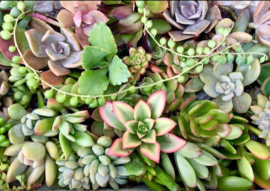 Succulent Box - Top Up Pack