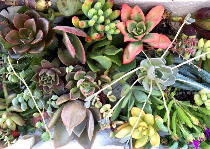 Succulent Box - Starter Pack