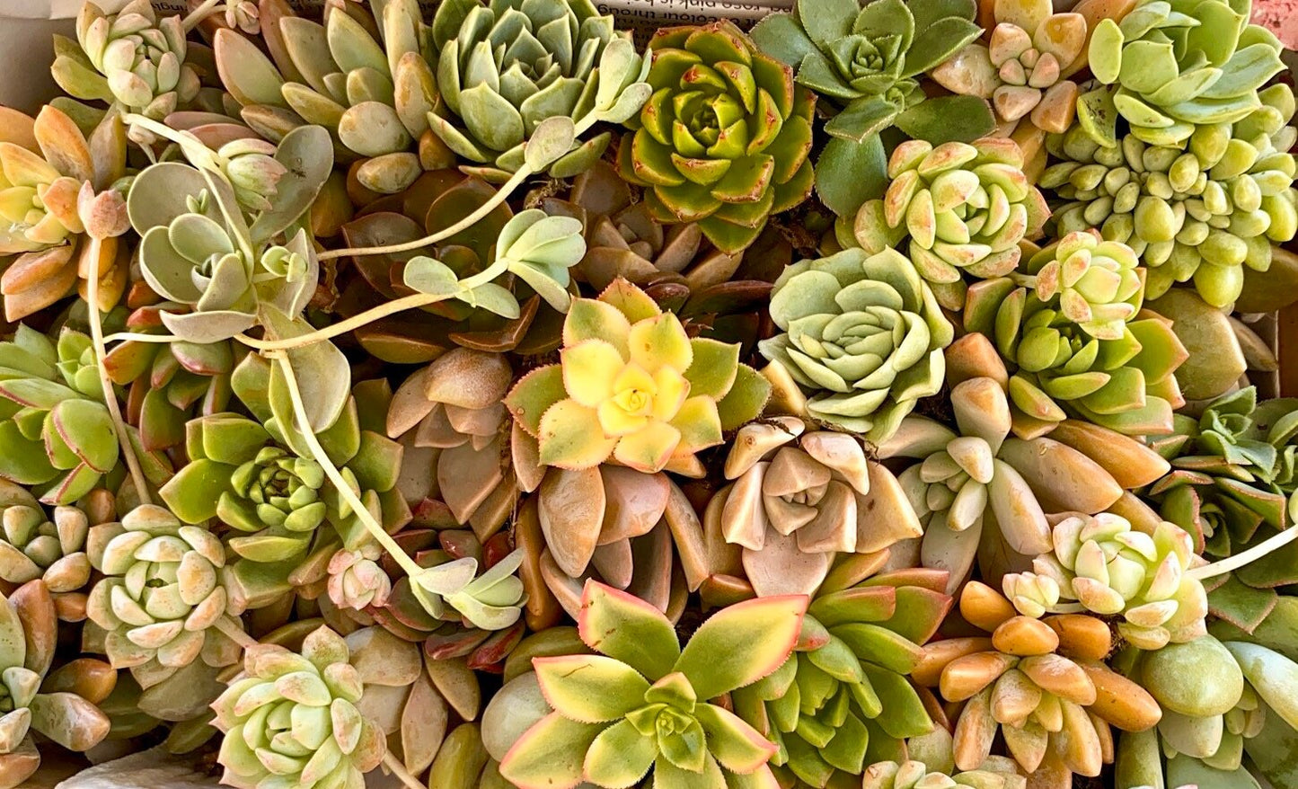 Succulent Box - Rosettes Only (Small Box)