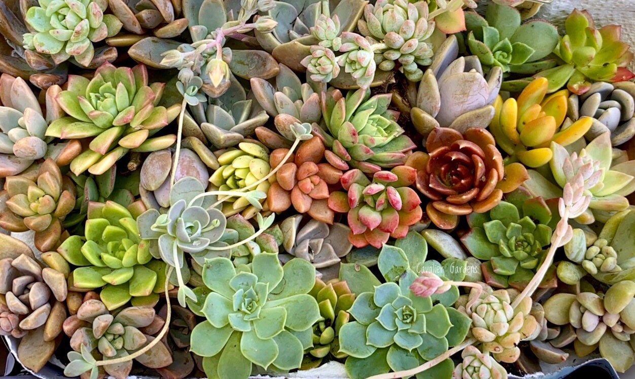 Succulent Box - Rosettes Only (Large Box)