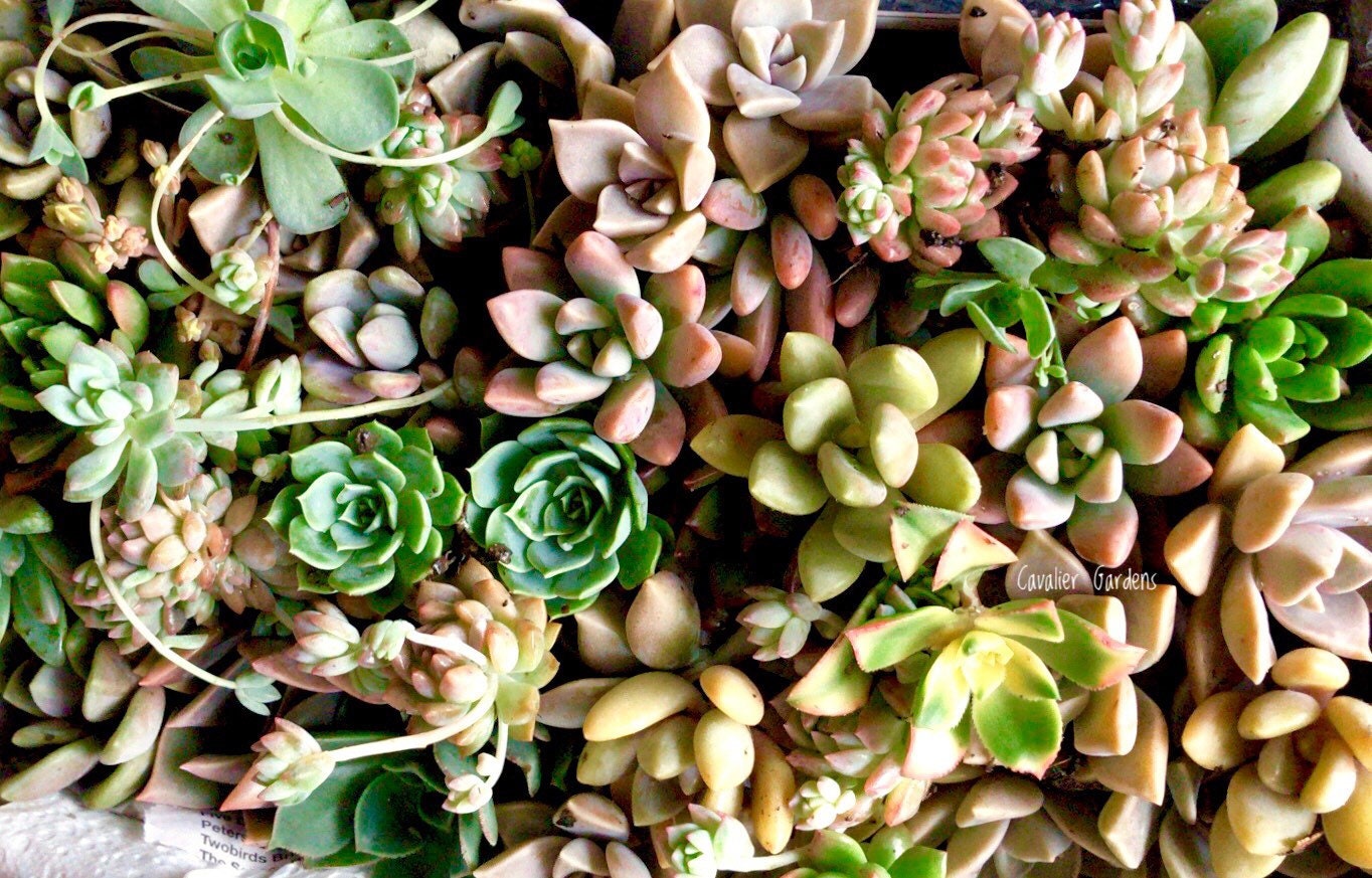 Succulent Box - Rosettes Only (Small Box)