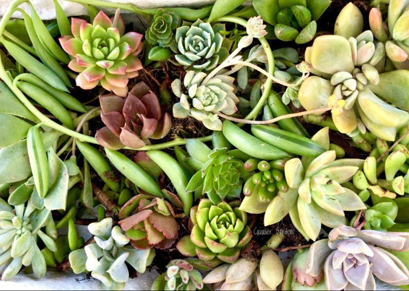 Succulent Box - Starter Pack