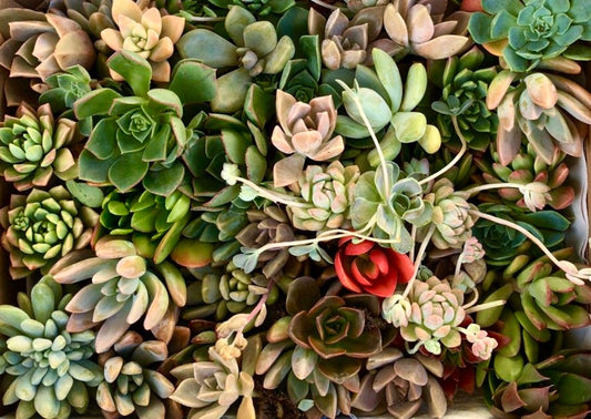 Succulent Box - Rosettes Only (Small Box)