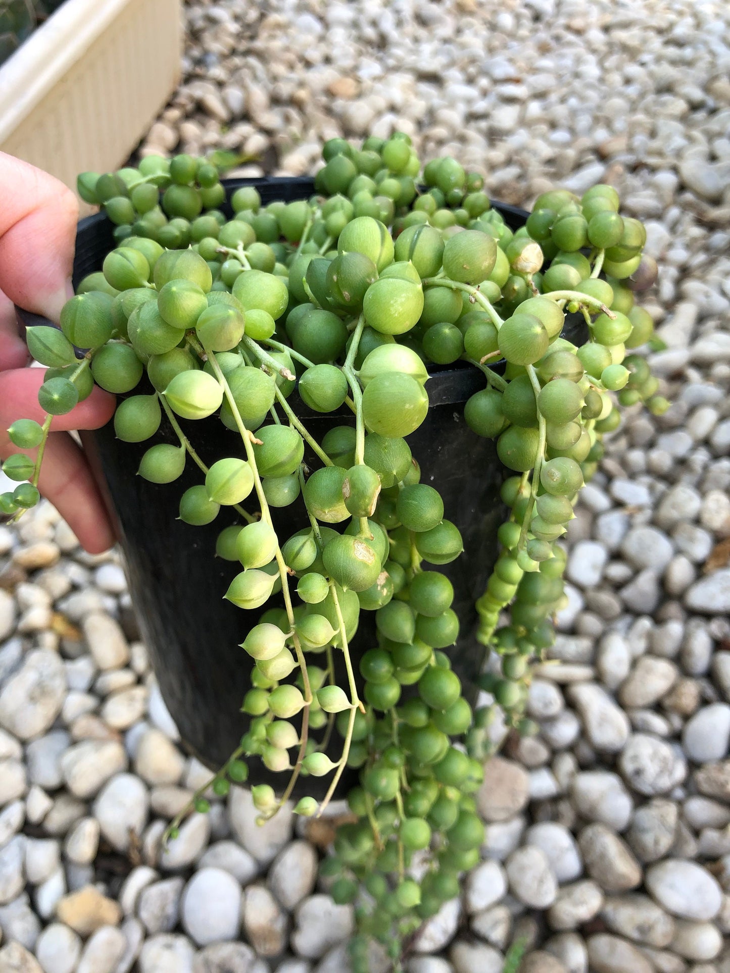 String of Pearls