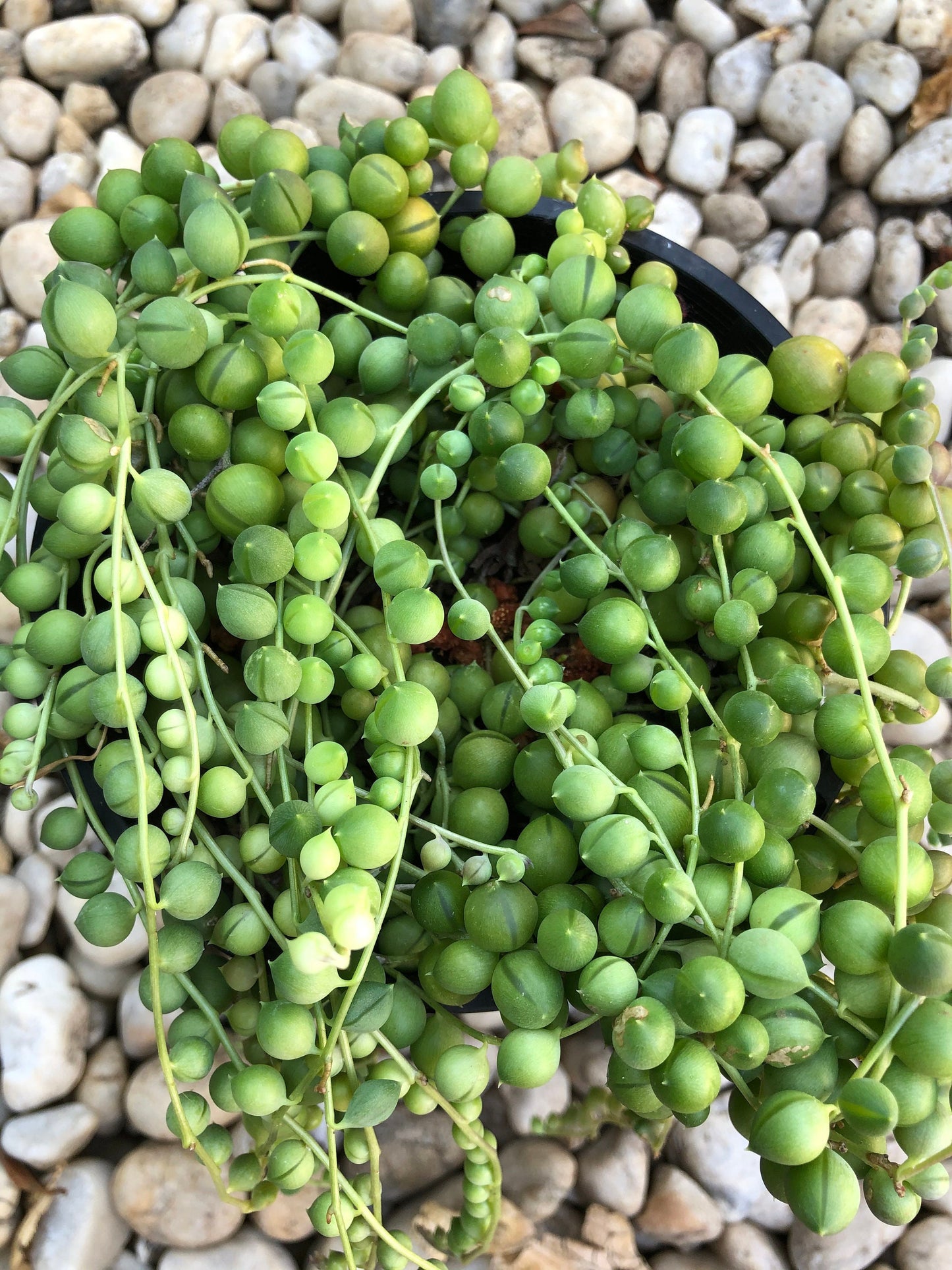 String of Pearls