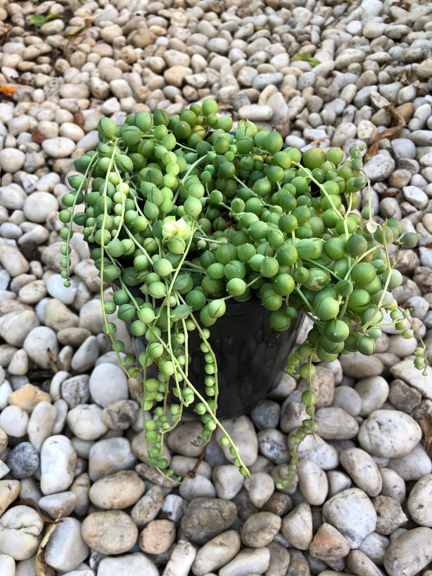 String of Pearls