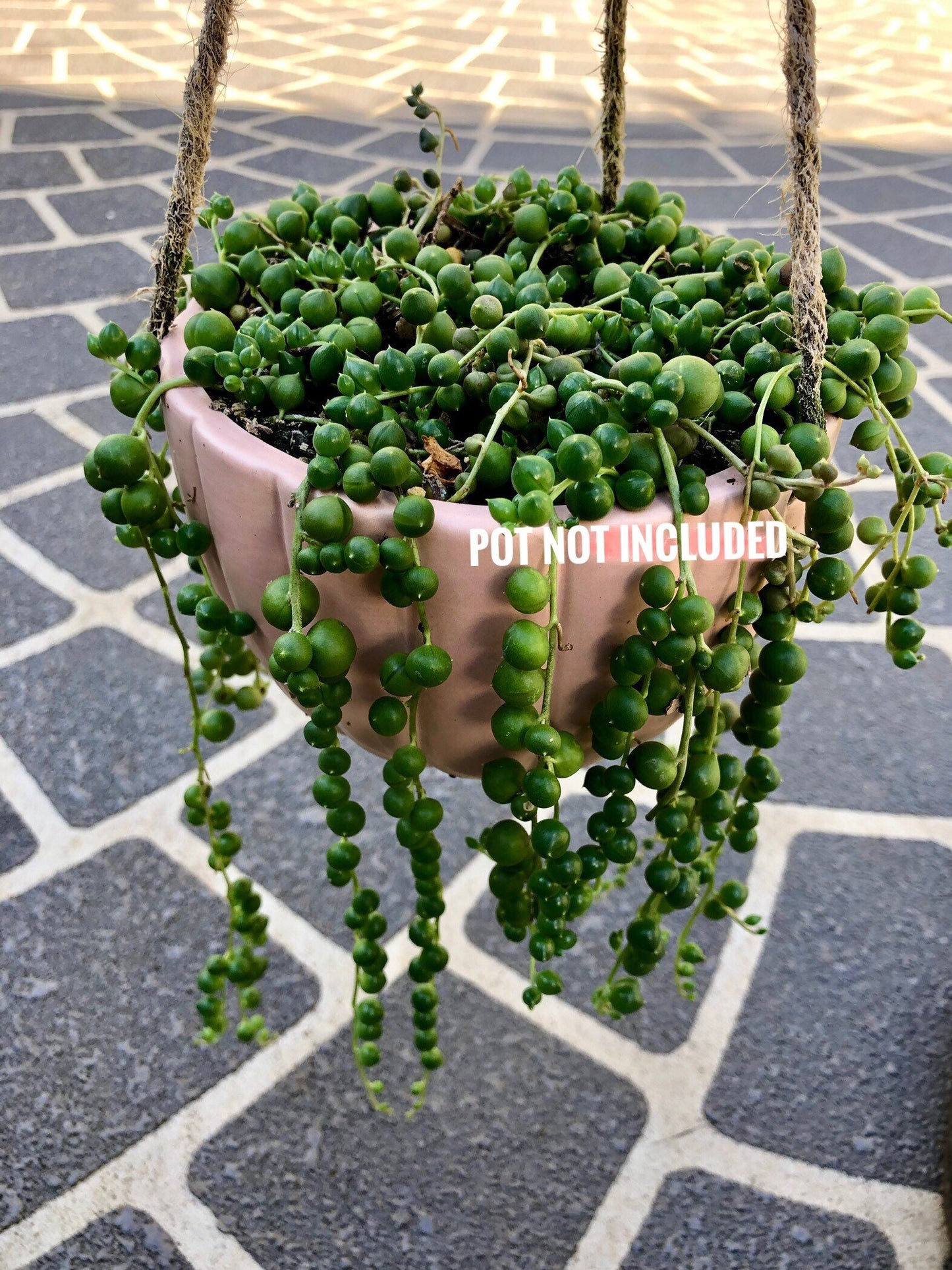 String of Pearls